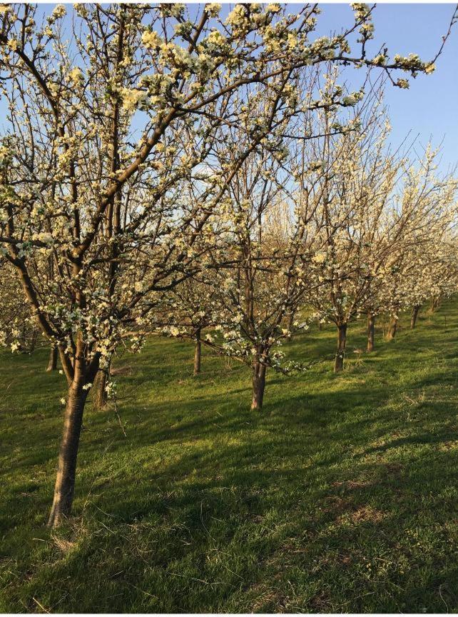 Caravans Park & Glamping Tents In The Vineyard Villa Turda Esterno foto